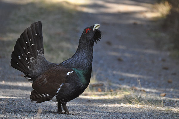 En flirtig tjädertupp!